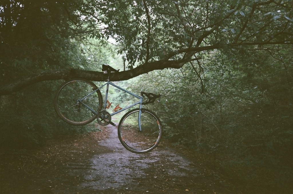 Bike on a Tree